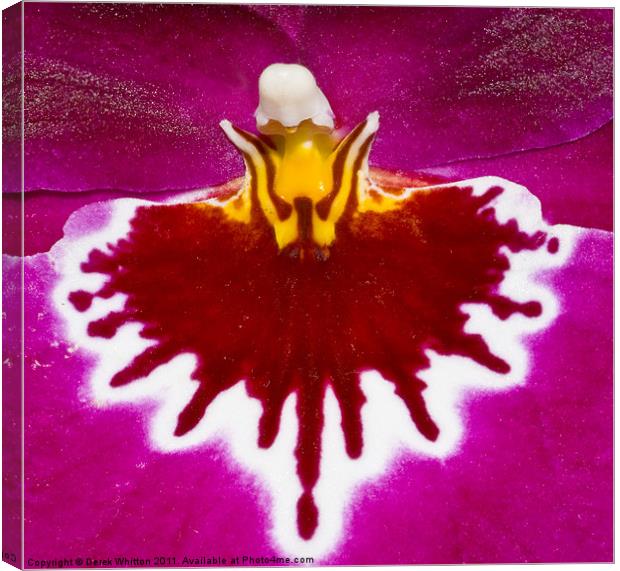 Miltonia Orchid Canvas Print by Derek Whitton