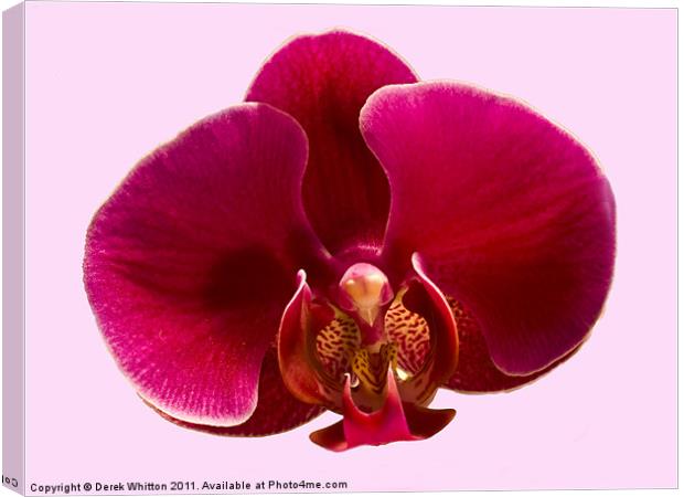 Phalaenopsis Orchid Canvas Print by Derek Whitton