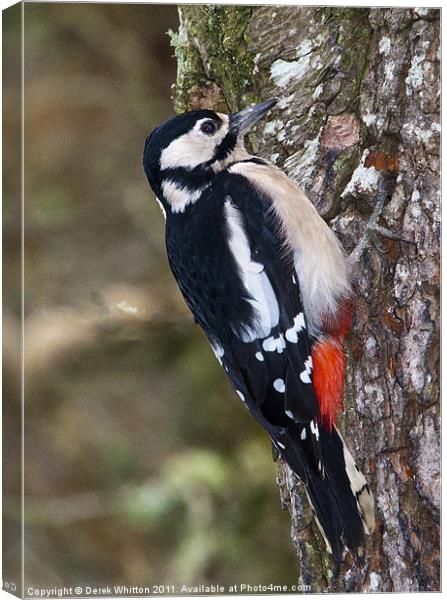 Great Spotted Woodpecker Canvas Print by Derek Whitton
