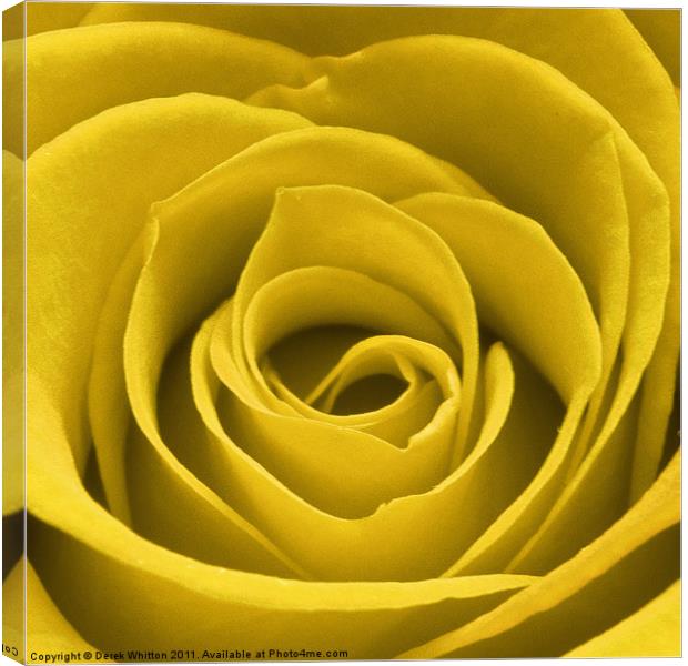 Yellow Rose Canvas Print by Derek Whitton
