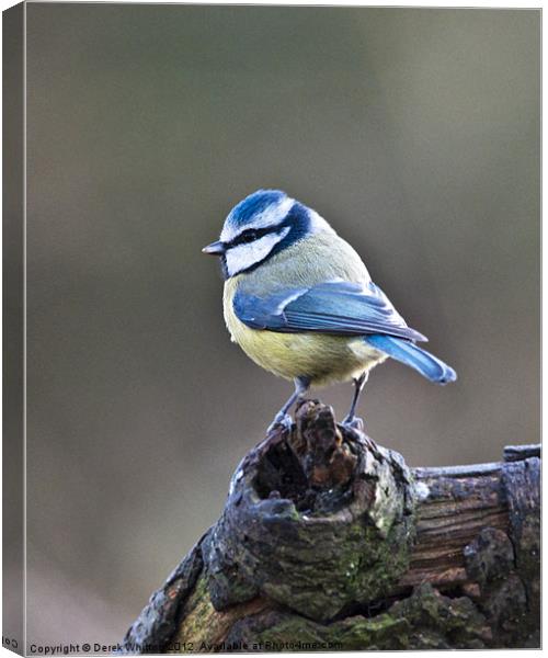 Blue Tit male Canvas Print by Derek Whitton