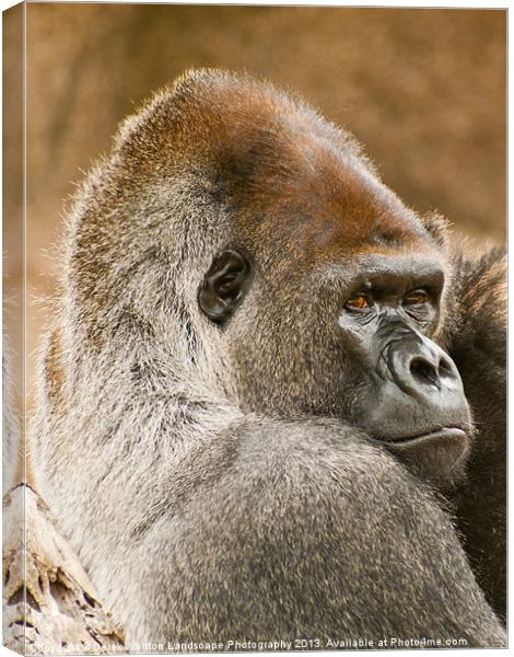 Lowland Gorilla Portrait Canvas Print by Derek Whitton