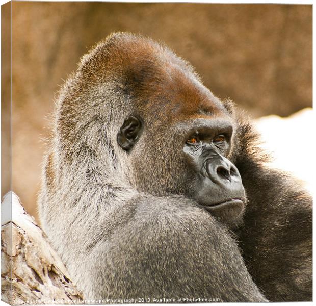 Male Silverback Gorilla Canvas Print by Derek Whitton