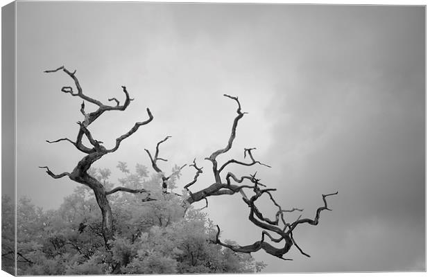 Branches Canvas Print by Andy Stafford