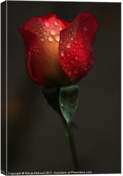 The Crying Rose Canvas Print by Nibras Abboud