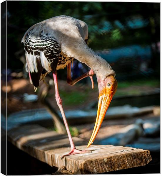 Painted Stork  Canvas Print by Hassan Najmy