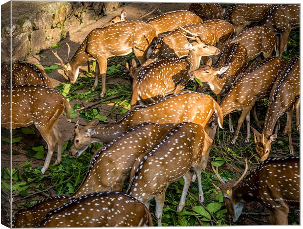  Deers Canvas Print by Hassan Najmy