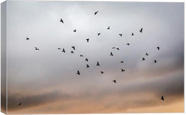  Birds in Flight Canvas Print by Hassan Najmy