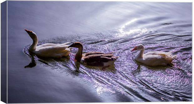 Three swans Canvas Print by Hassan Najmy