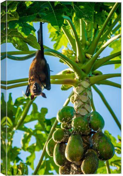 The bat leaves papaya tree and fly away Canvas Print by Hassan Najmy