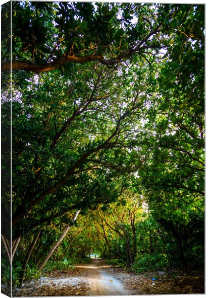 Road in the trees Canvas Print by Hassan Najmy