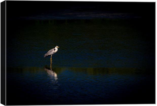 The Waiting Heron Canvas Print by Hassan Najmy