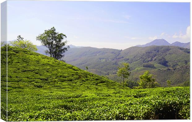 tea field in the mountains Canvas Print by Hassan Najmy