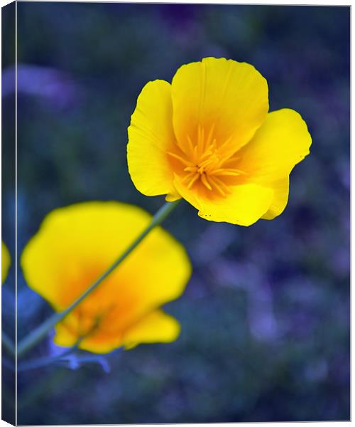 Yellow flower Canvas Print by Hassan Najmy