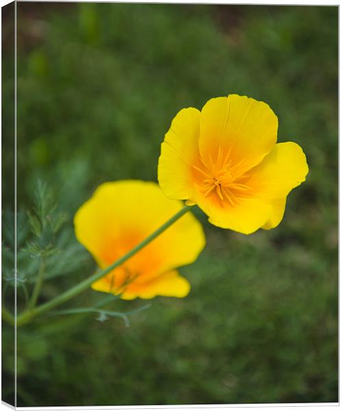 two yellow flowers Canvas Print by Hassan Najmy