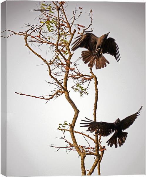 birds on tree Canvas Print by Hassan Najmy