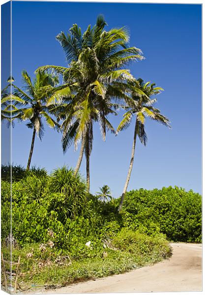 palms by roadside Canvas Print by Hassan Najmy