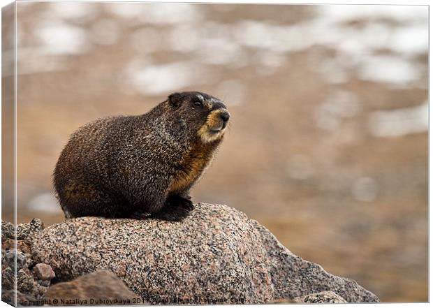 A marmot on a rock in the Mt. Evans area of Colora Canvas Print by Nataliya Dubrovskaya