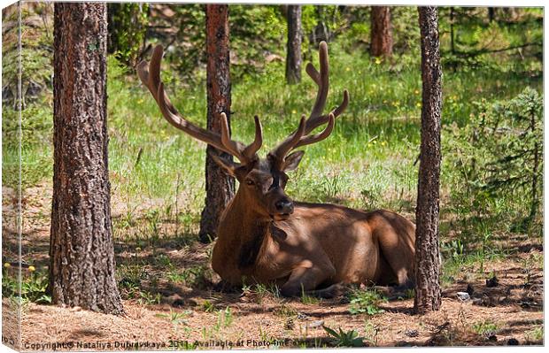 Wapiti Elk, Rocky Mountain National Park, Colorado Canvas Print by Nataliya Dubrovskaya