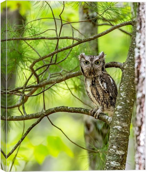 Eastern Screech Owl Canvas Print by Nataliya Dubrovskaya