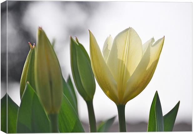 white tulips Canvas Print by michelle rook