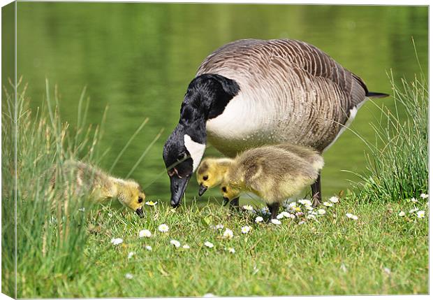 my lunch is moving mum! Canvas Print by michelle rook
