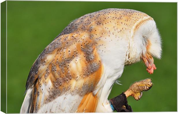 Barn owl eating Canvas Print by michelle rook