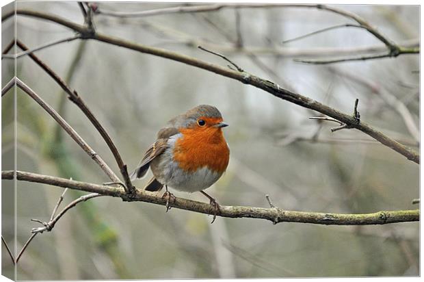 Robin on branch Canvas Print by michelle rook