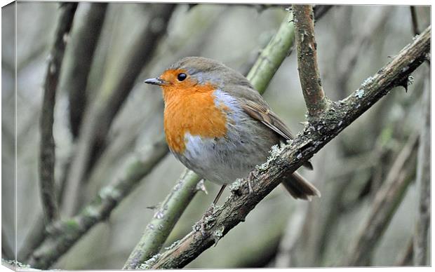 Robin Redbreast Canvas Print by michelle rook