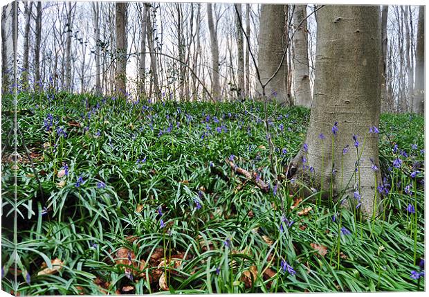 Bluebell walk Canvas Print by michelle rook