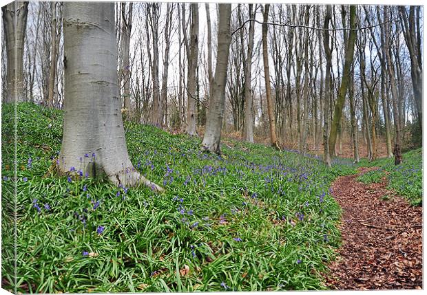 Bluebell woods Canvas Print by michelle rook