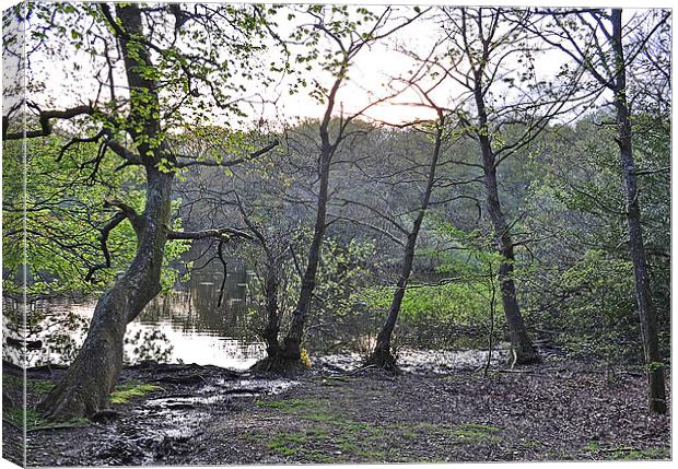 Trees by lake Canvas Print by michelle rook