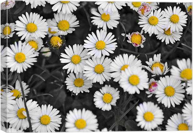 patch of daisies Canvas Print by michelle rook