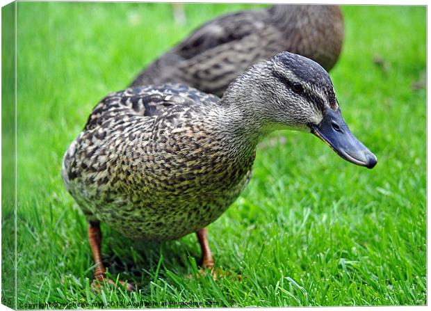 Curious duck Canvas Print by michelle rook