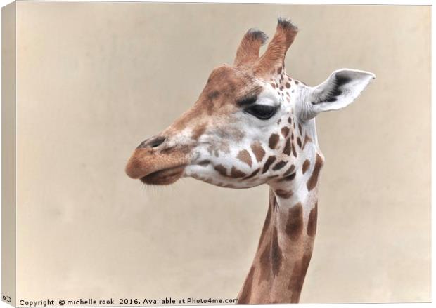 giraffe portrait Canvas Print by michelle rook