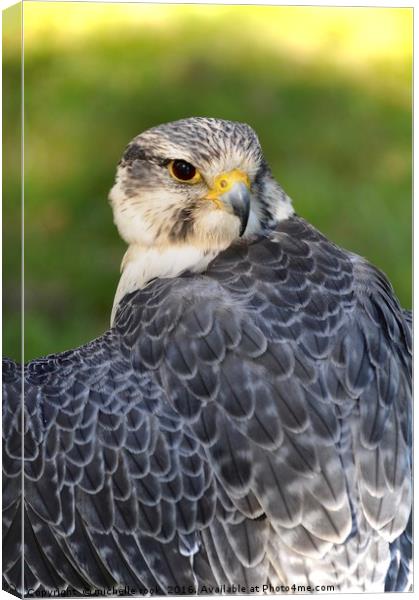 Peregrine 2 Canvas Print by michelle rook