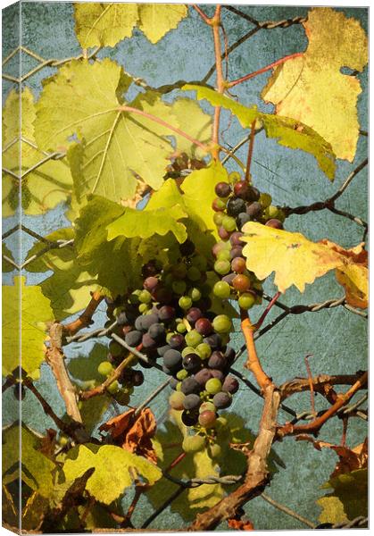 BUNCH OF GRAPES Canvas Print by Gabriele Rossetti