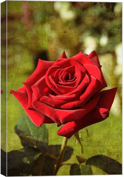 RED ROSE mod.1 Canvas Print by Gabriele Rossetti