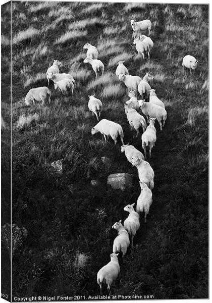 Beacons Sheep Canvas Print by Creative Photography Wales