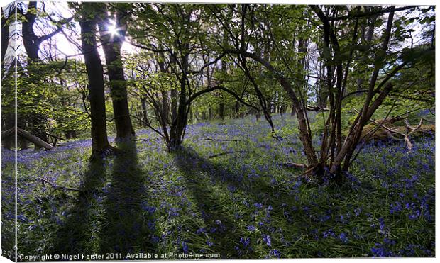 Llanbedr Bluebells Canvas Print by Creative Photography Wales