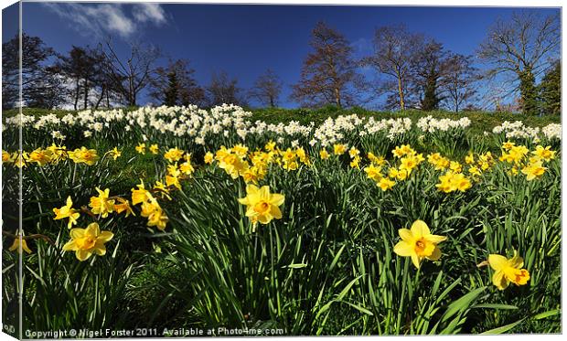 Talybont Daffodils Canvas Print by Creative Photography Wales