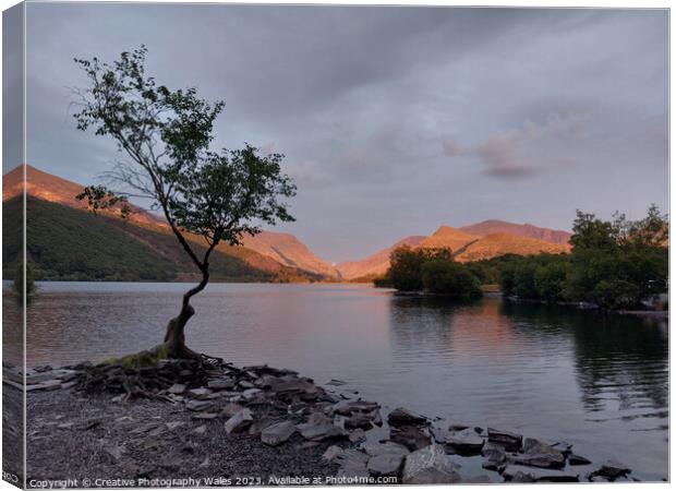 The Lone Tree, Llyn Padarn Canvas Print by Creative Photography Wales