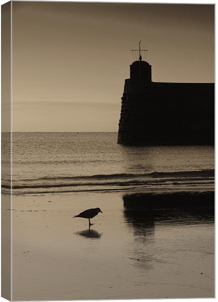 Saundersfoot Seagull Canvas Print by Creative Photography Wales