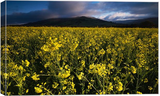 The Yellow Field Canvas Print by Creative Photography Wales