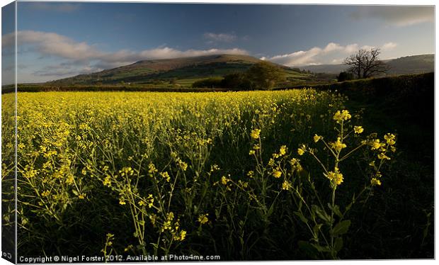 Oil seed rape, Table Mountain Canvas Print by Creative Photography Wales