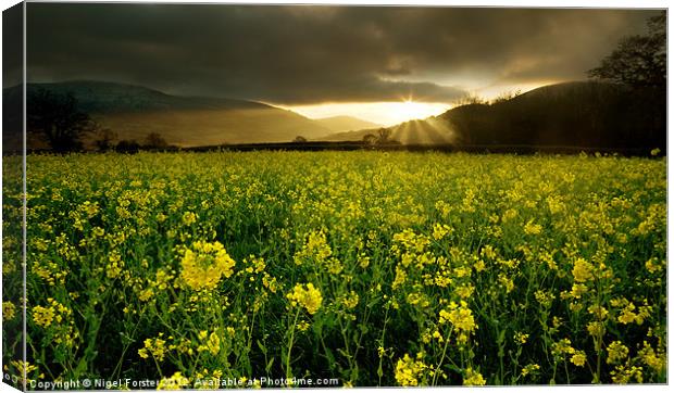 Oil Seed Rape Sunrise Canvas Print by Creative Photography Wales