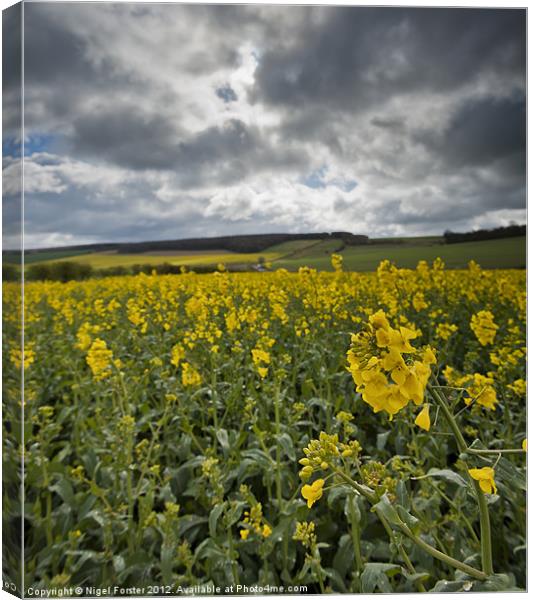Wiltshire spring landscape Canvas Print by Creative Photography Wales