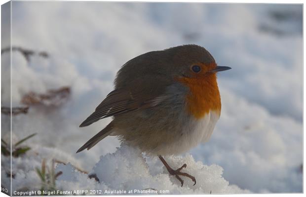 Robin at Christmas Canvas Print by Creative Photography Wales