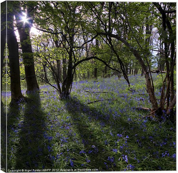 The bluebell wood Canvas Print by Creative Photography Wales