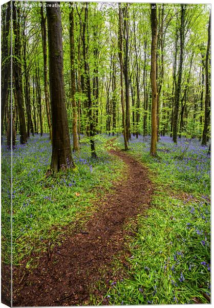 Path through the bluebell wood Canvas Print by Creative Photography Wales